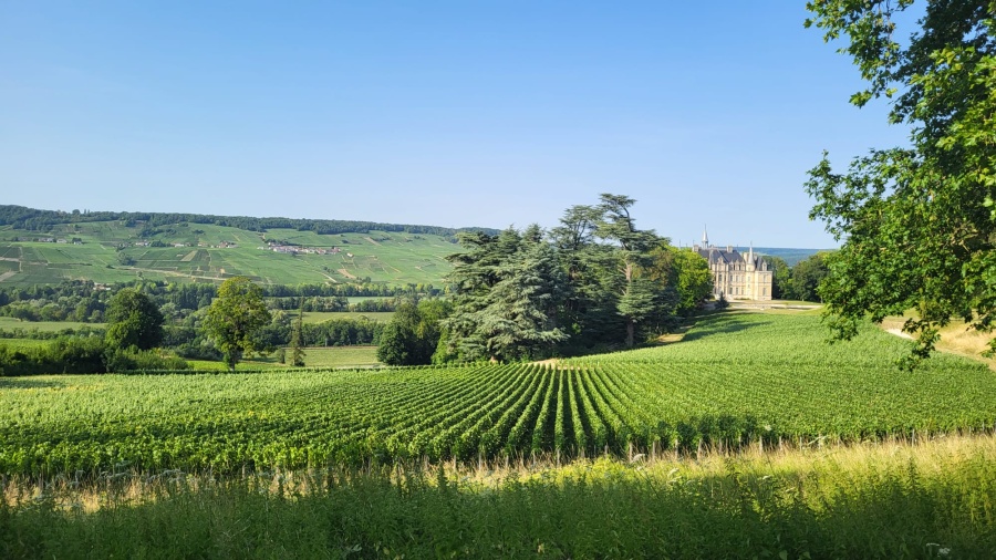 Investir et devenir propriétaire dans le champagne avec le Groupement Foncier Viticole des côteaux de Boursault